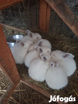 7 hetes alatti kisnyúl