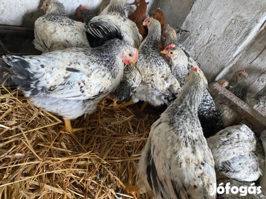7 hetes előnevelt csibe vegyes állomány