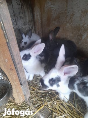7 hetes nyulak eladók