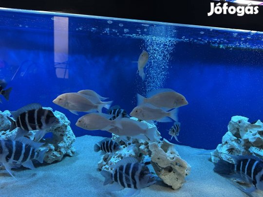 7db 13cm albínó delfin sügér eladó!