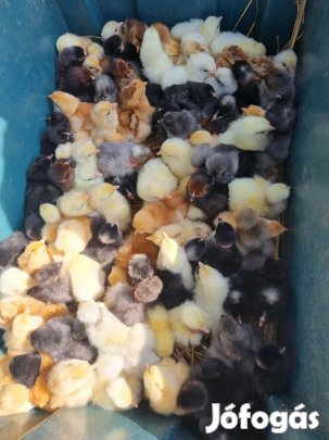 80 darab nagy testű napos csirke eladó