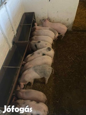 8-9 hetes malacok eladók!