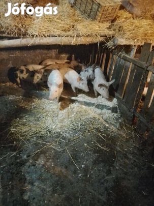 8 db 11 hetes malac eladó