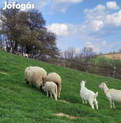 8 db bak gida és 10 db kos bárány eladó