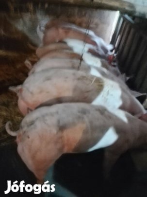 8 db süldő eladó 4 hónapos