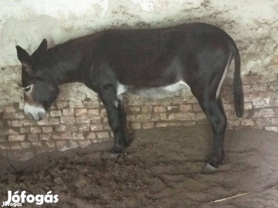 8 éves Gyerekbarát csödör szamár