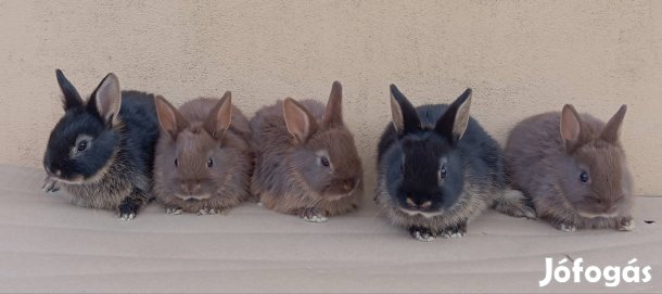 8 hetes Törpenyúl Eladók