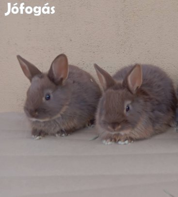 8 hetes Törpenyúl Eladók!