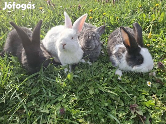 8 hetes cuki nyuszik (nyulak)