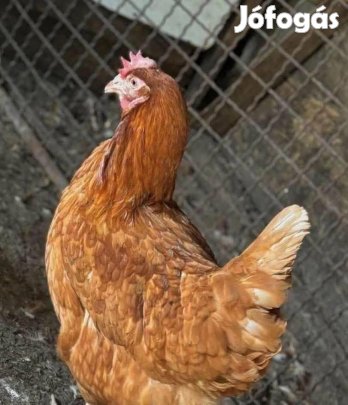8 hónapos vörös tojó tyúkok