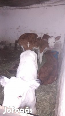 8db mt és limuzin borjúk