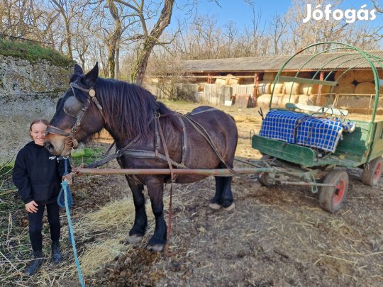 8mázsás fogatos kanca eladó