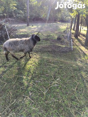 90 kg kós 3 éves vágásra továbtartásra csere érdekel.