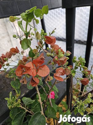 95 cm magas, virágzó Bougainvillea, murvafürt