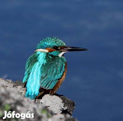 9*6-os hűtömágnes