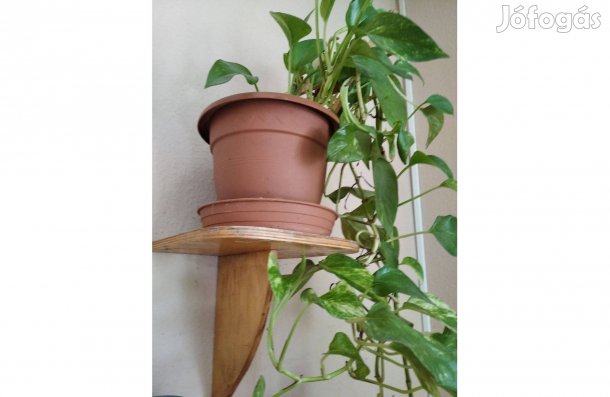 9 db rétegelt lemezből készült kis polc eladó!