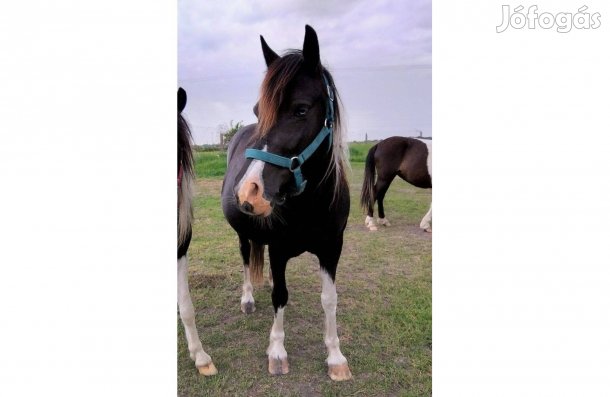 9 éves kanca eladó