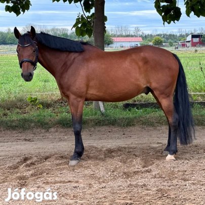 9 éves magyar félvér herélt