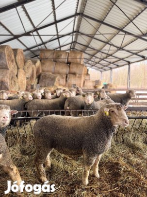 9 hónapos Ile de France kosok eladók