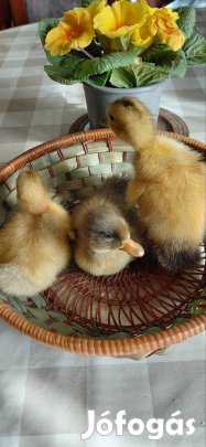 9db vadasszínű magyar kiskacsa