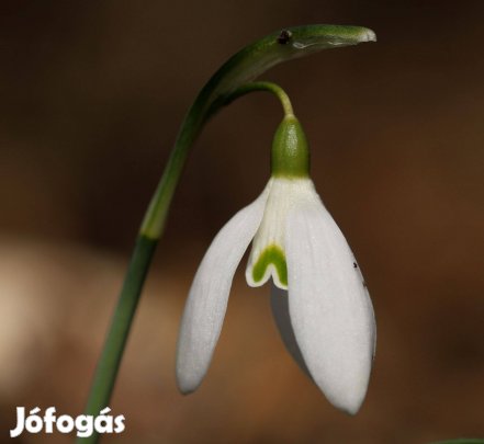 A4-es méretű fénykép