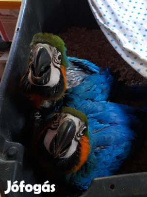 ARA Papagáj Eladó!
