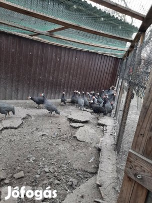 A képeken látható állományból Gyöngyös eladó!