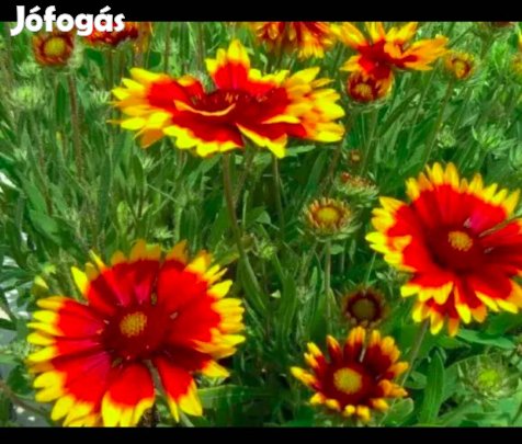 A kokárdavirág virágmag, évelő, élénk színű, szívós dísznövény