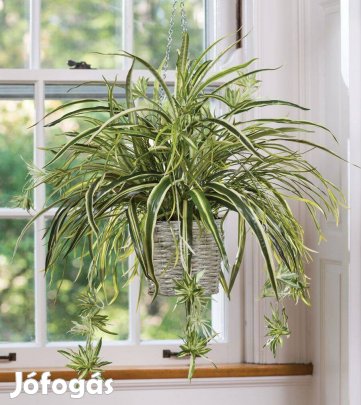 A legkönnyebben tartható szobanövény a zöldike - Chlorophytum comosum