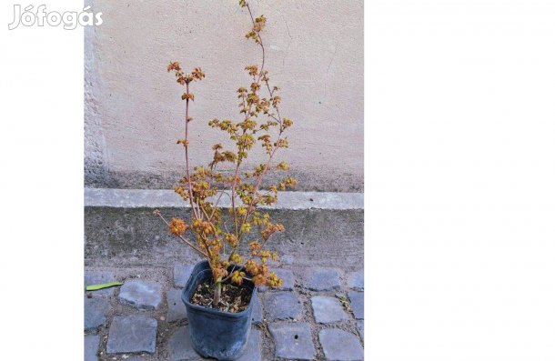 Acer Palmatum Little Princess, Japán juhar