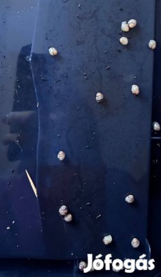 Achát csigák költöznének