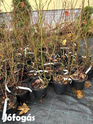 Áfonya bokor 2 l konténerben 60 cm magas