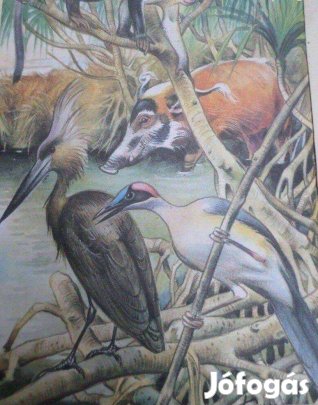 Afrika kép Wilhelm Eigener