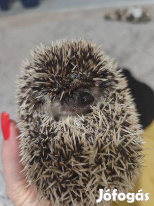 Afrikai fehérhasú törpe süni 