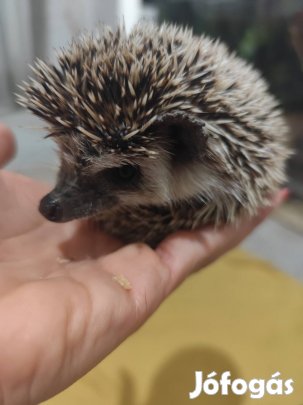 Afrikai fehérhasú törpe süni 