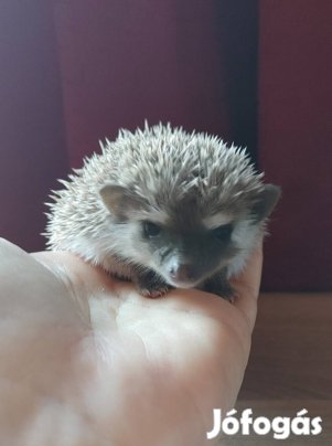 Afrikai fehérhasú törpesün