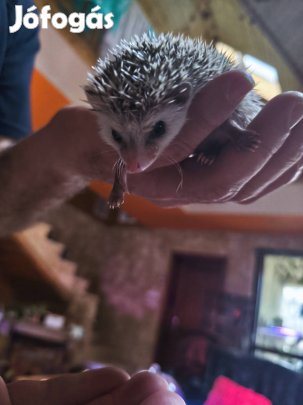 Afrikai feherhasú törpesüni 