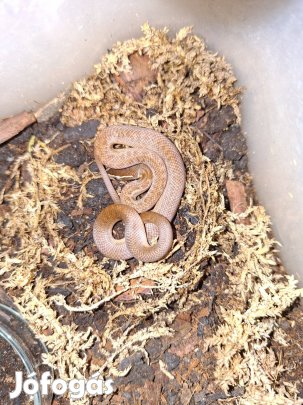 Afrikai házisikló Ajkán eladók!