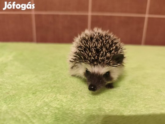 Afrikai törpe sün 8 hetesek