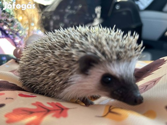 Afrikai törpe sün elado