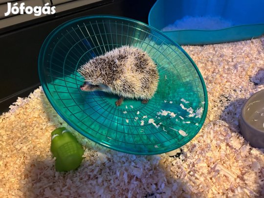 Afrikai törpe süni ketreccel