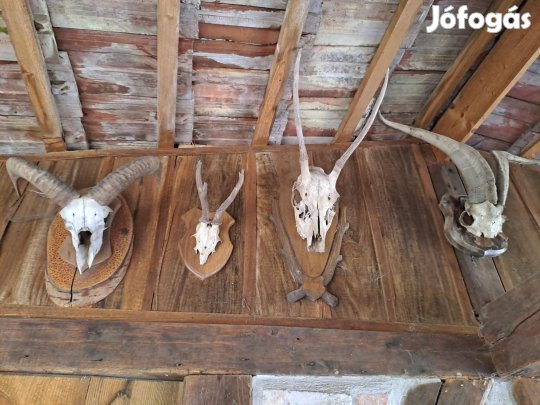 Agancs gyűjtemény elado