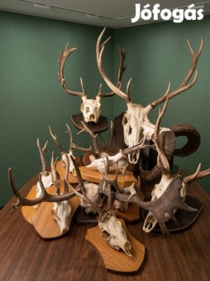 Agancs gyűjtemény eladó