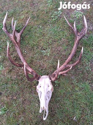 Agancs trófea eladó