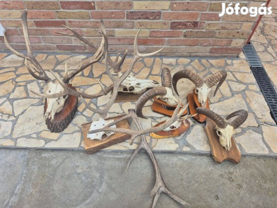 Agancsok, muflon trófeák hagyatékból
