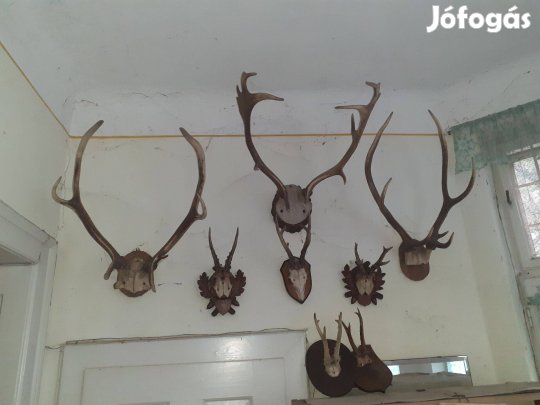 Agancsok őz szarvas