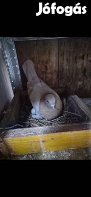 Agarán költőpárok kiadók