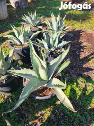 Agave Havardiana