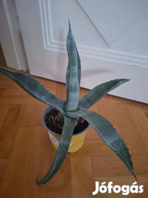 Agavé (kaktusz) eladó