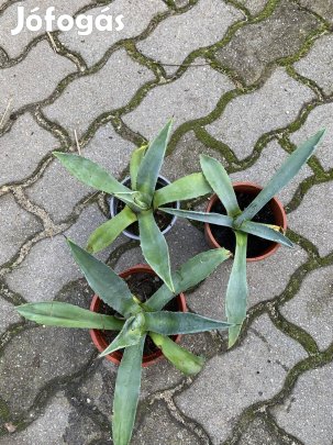 Ágave agave Évelő